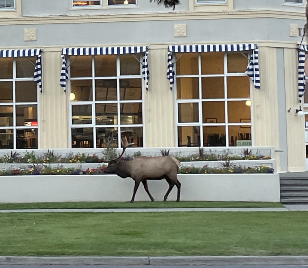 Yellowstone National Park, WY – Buffalo Backups Everywhere